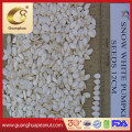 Premium Quality Snow White Pumpkin Seeds Bulk Package